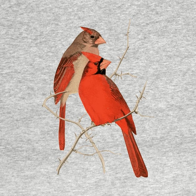 Vintage Cardinals Illustration by Naves